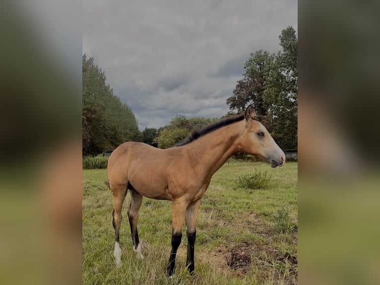 American Paint Horse Semental Potro (05/2026) Buckskin/Bayo in Laakdal