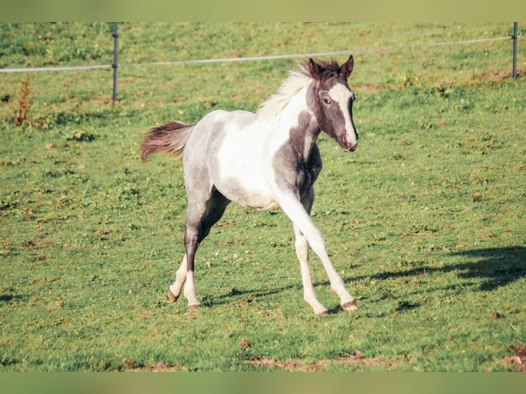 American Paint Horse Semental Potro (04/2025) Ruano azulado in Haldenwang