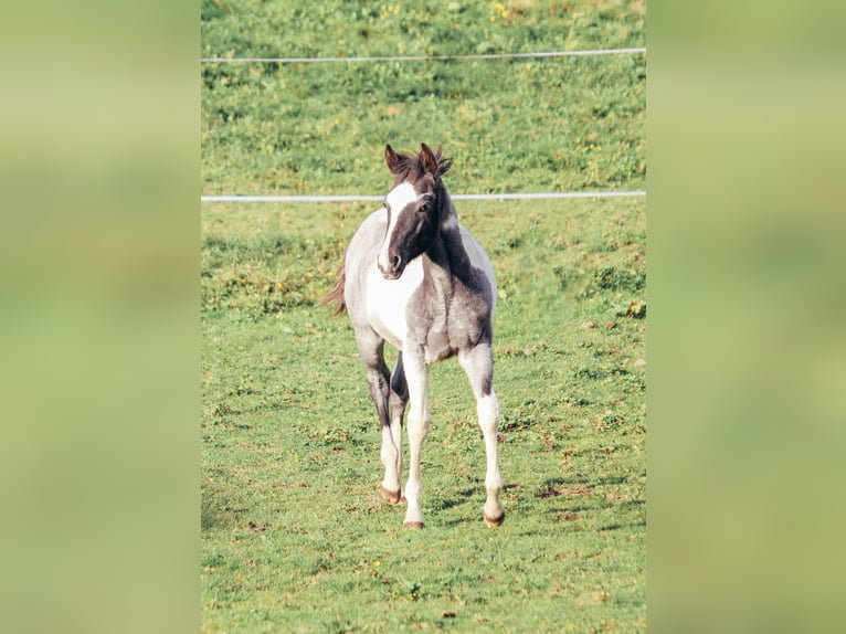 American Paint Horse Semental Potro (04/2025) Ruano azulado in Haldenwang