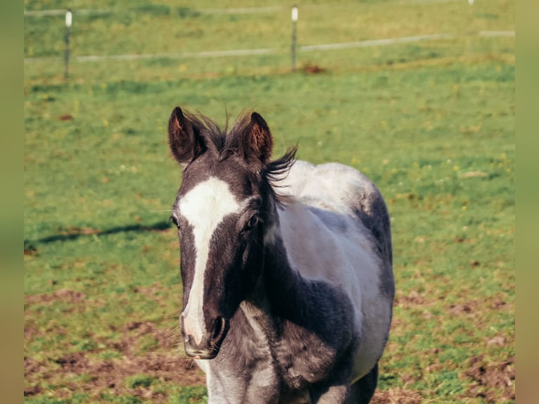 American Paint Horse Semental Potro (04/2025) Ruano azulado in Haldenwang