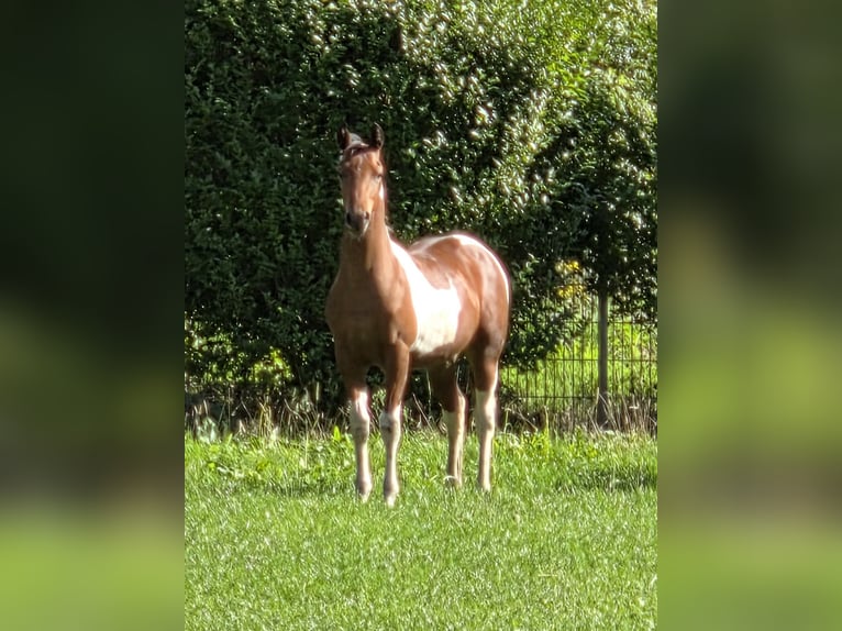American Paint Horse Mestizo Semental Potro (03/2026) Tobiano-todas las-capas in Essen