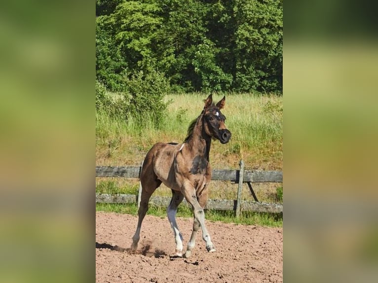 American Paint Horse Semental Potro (04/2026) Tobiano-todas las-capas in Michelau im Steigerwald