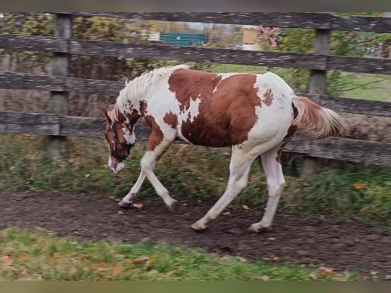 American Paint Horse Semental Potro (01/2025) Tovero-todas las-capas in Theresienfeld