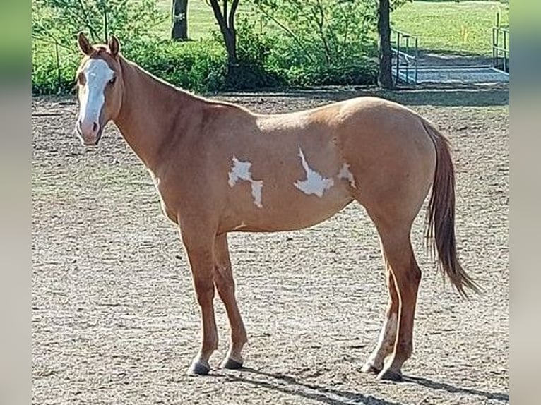 American Paint Horse Semental Tovero-todas las-capas in Ganzlin