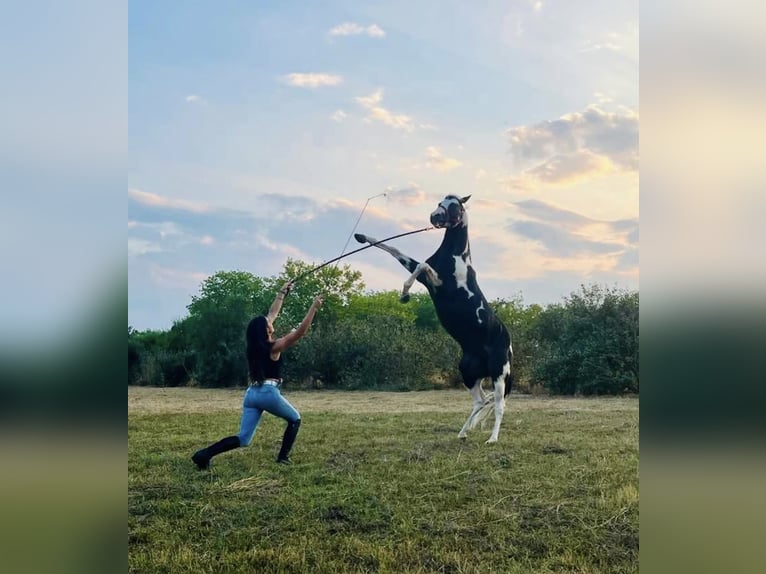 American Paint Horse Stallion 10 years 15 hh Pinto in Boccaleone