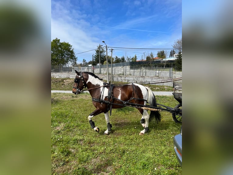 American Paint Horse Mix Stallion 11 years 15.2 hh Leopard-Piebald in Braga