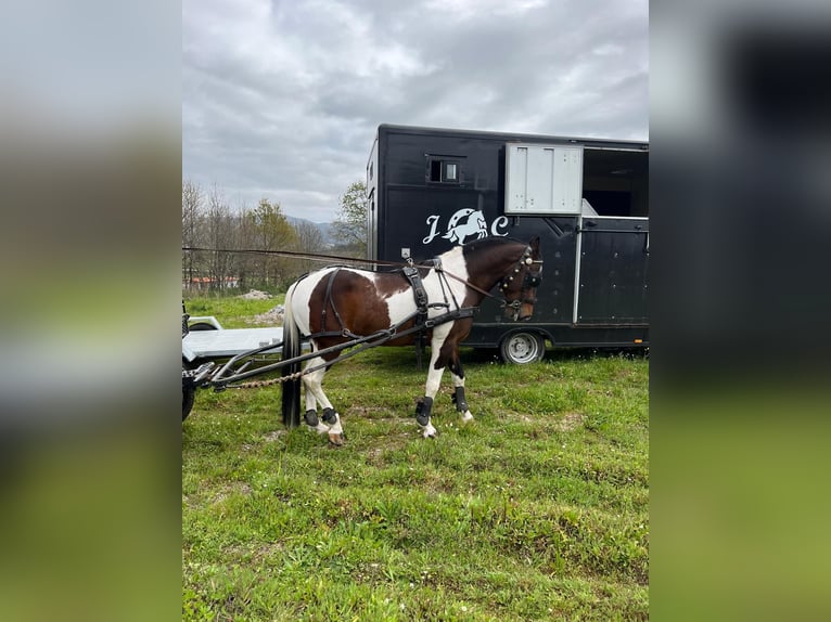 American Paint Horse Mix Stallion 11 years 15.2 hh Leopard-Piebald in Braga
