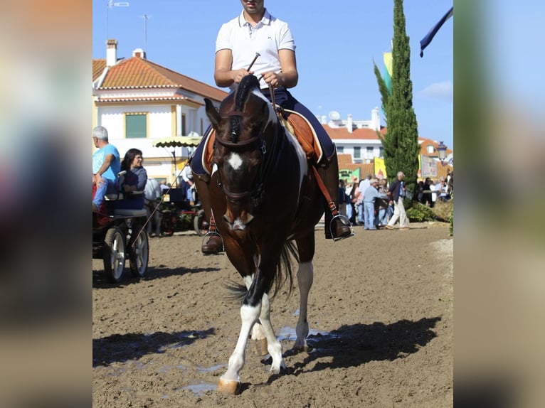 American Paint Horse Mix Stallion 11 years 15.2 hh Leopard-Piebald in Braga