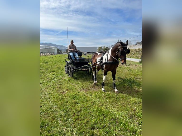 American Paint Horse Mix Stallion 11 years 15,2 hh Leopard-Piebald in Braga