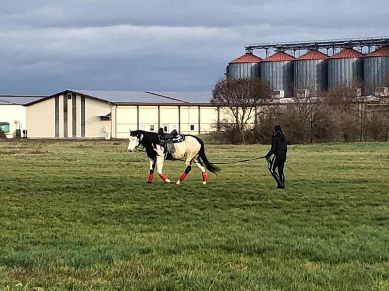 American Paint Horse Stallion 12 years 15.1 hh Overo-all-colors in Windeck