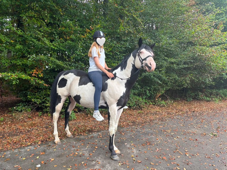 American Paint Horse Stallion 12 years 15.2 hh Overo-all-colors in Windeck