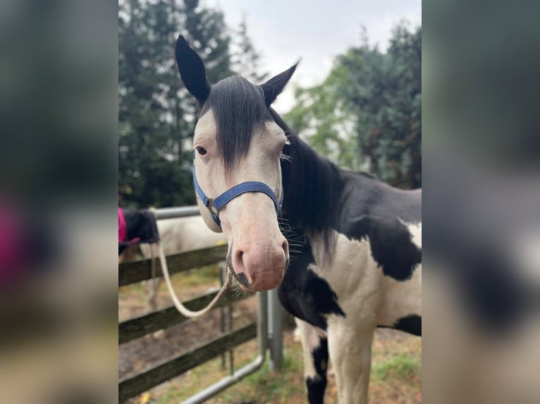 American Paint Horse Stallion 12 years 15.2 hh Overo-all-colors in Windeck