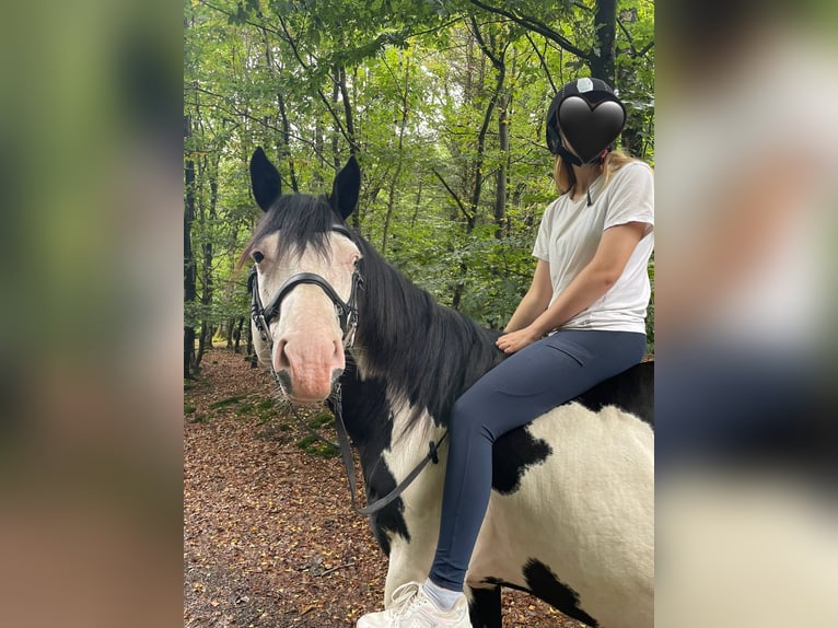 American Paint Horse Stallion 12 years 15.2 hh Overo-all-colors in Windeck