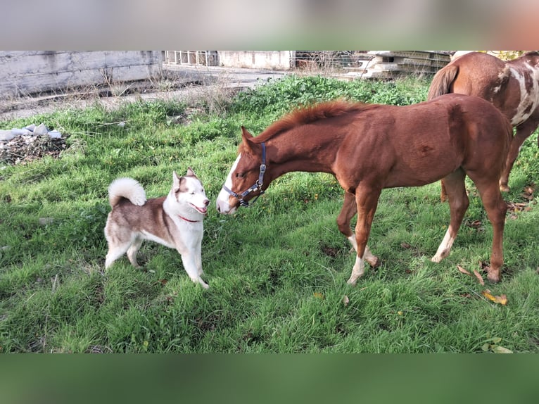 American Paint Horse Stallion 1 year 12,2 hh Chestnut in Castrovillari