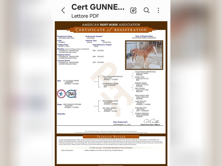 American Paint Horse Stallion 1 year 12,2 hh Chestnut in Castrovillari