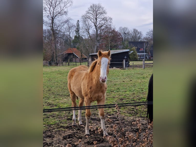 American Paint Horse Stallion 1 year 13.2 hh Champagne in Delden