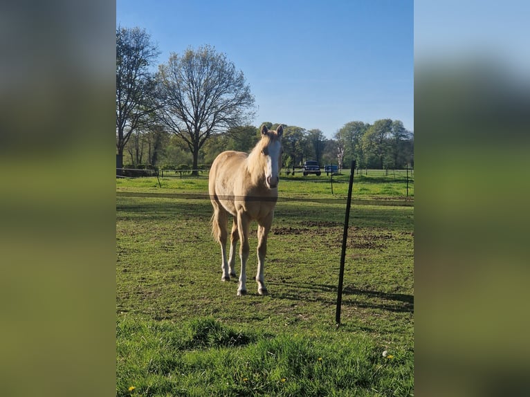 American Paint Horse Stallion 1 year 13.2 hh Champagne in Delden