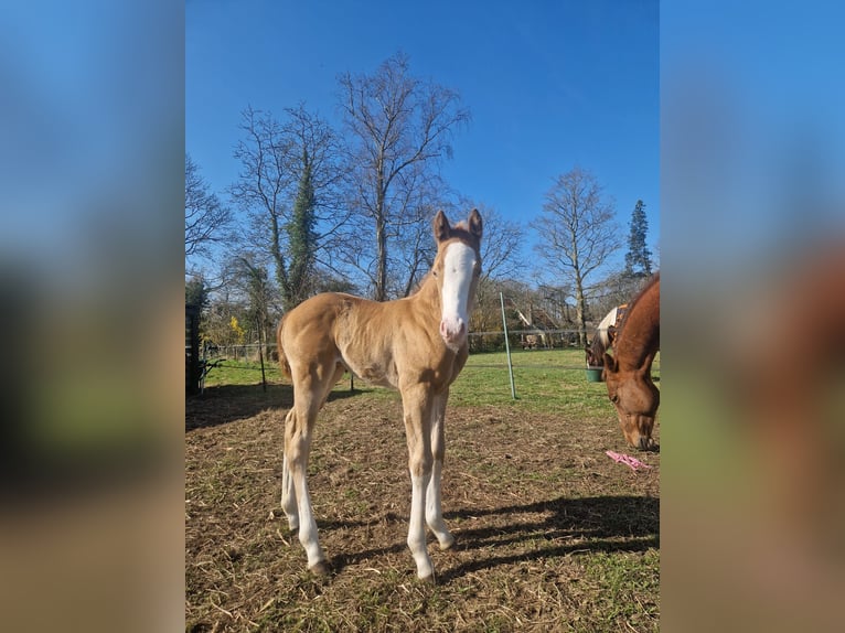 American Paint Horse Stallion 1 year 13.2 hh Champagne in Delden