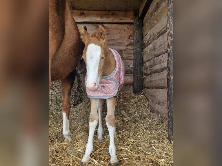 American Paint Horse Stallion 1 year 13.2 hh Champagne in Delden