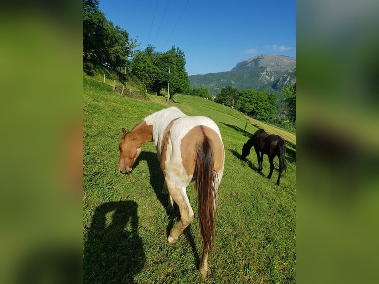 American Paint Horse Stallion 1 year 13.3 hh Tobiano-all-colors in Abaltzisketa