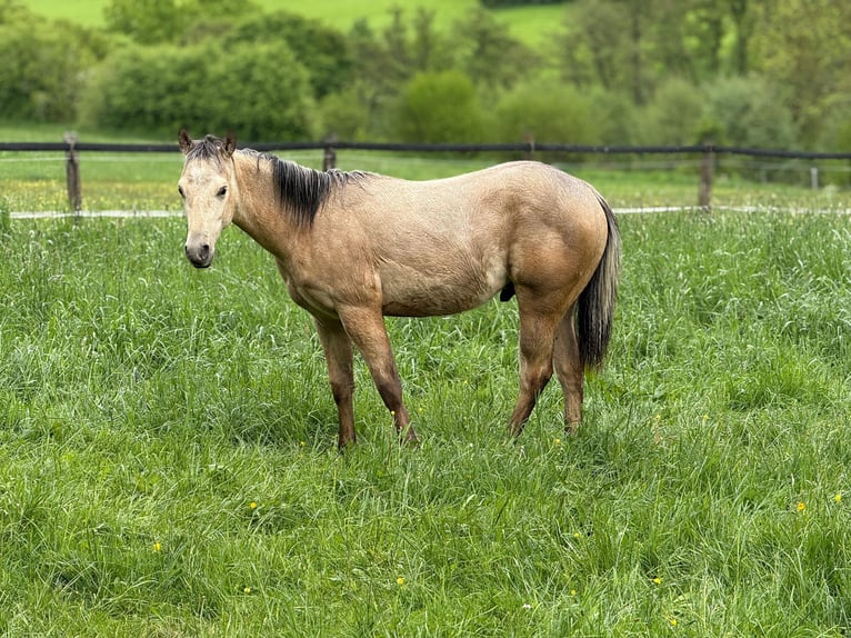 American Paint Horse Stallion 1 year 14.1 hh Buckskin in Liebenau