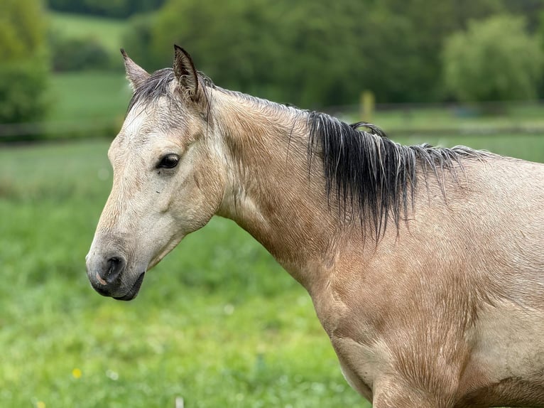 American Paint Horse Stallion 1 year 14.1 hh Buckskin in Liebenau