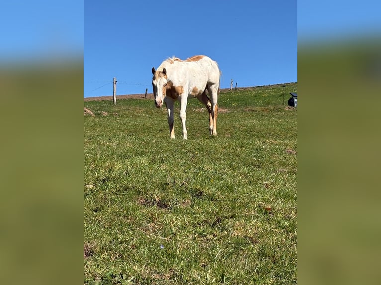 American Paint Horse Stallion 1 year 14.1 hh Champagne in Vaux sur sure