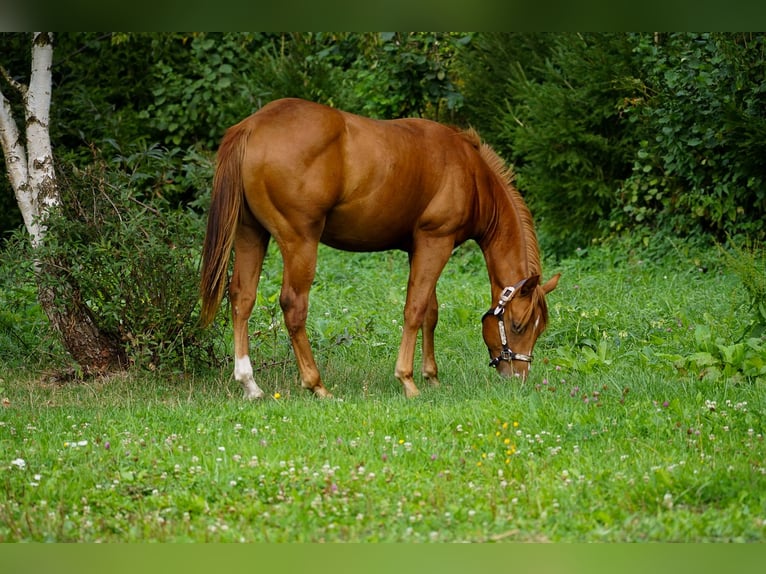 American Paint Horse Stallion 1 year 14.1 hh Sorrel in Liptovský Mikuláš