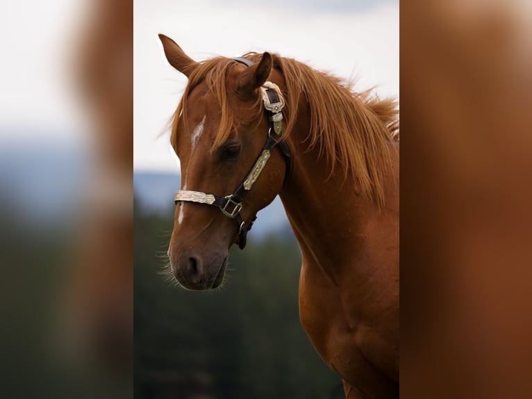 American Paint Horse Stallion 1 year 14.1 hh Sorrel in Liptovský Mikuláš