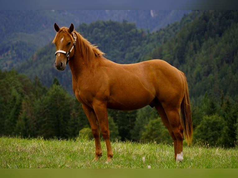 American Paint Horse Stallion 1 year 14.1 hh Sorrel in Liptovský Mikuláš