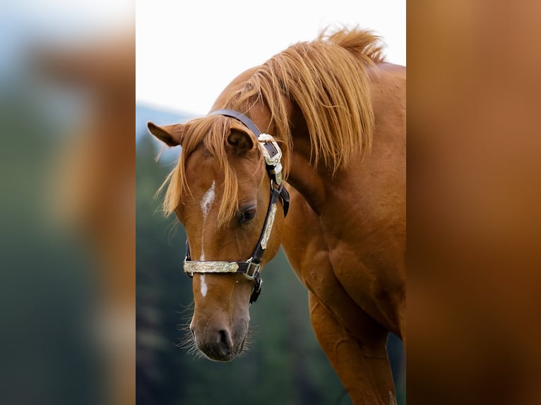 American Paint Horse Stallion 1 year 14.1 hh Sorrel in Liptovský Mikuláš