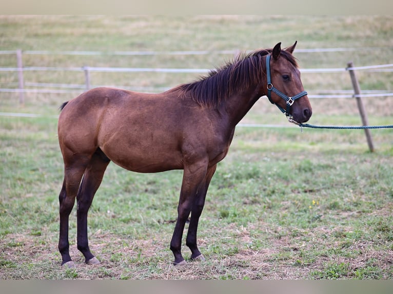 American Paint Horse Stallion 1 year 14.2 hh Brown in Stallhofen