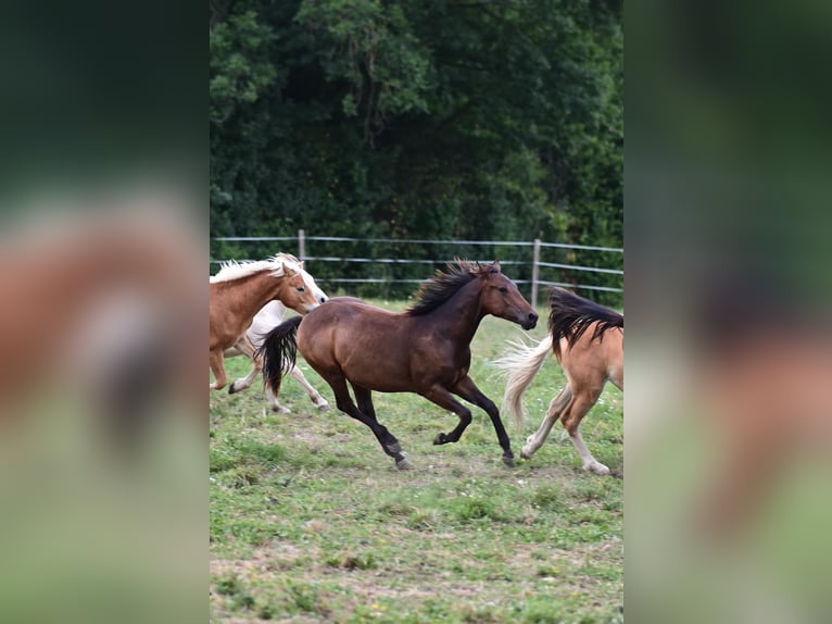 American Paint Horse Stallion 1 year 14.2 hh Brown in Stallhofen