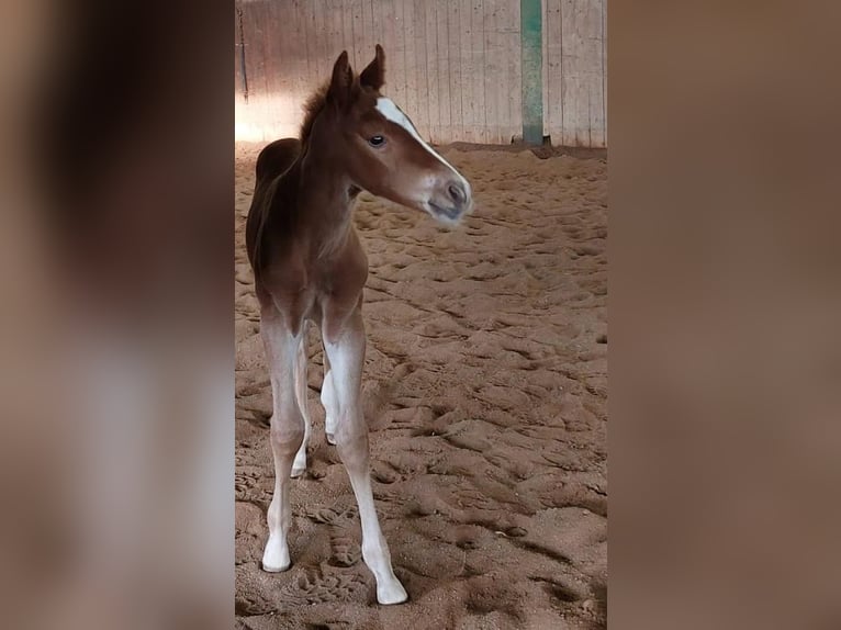 American Paint Horse Stallion 1 year 14.2 hh Chestnut-Red in Erbendorf