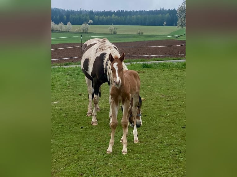 American Paint Horse Stallion 1 year 14.2 hh Chestnut-Red in Erbendorf