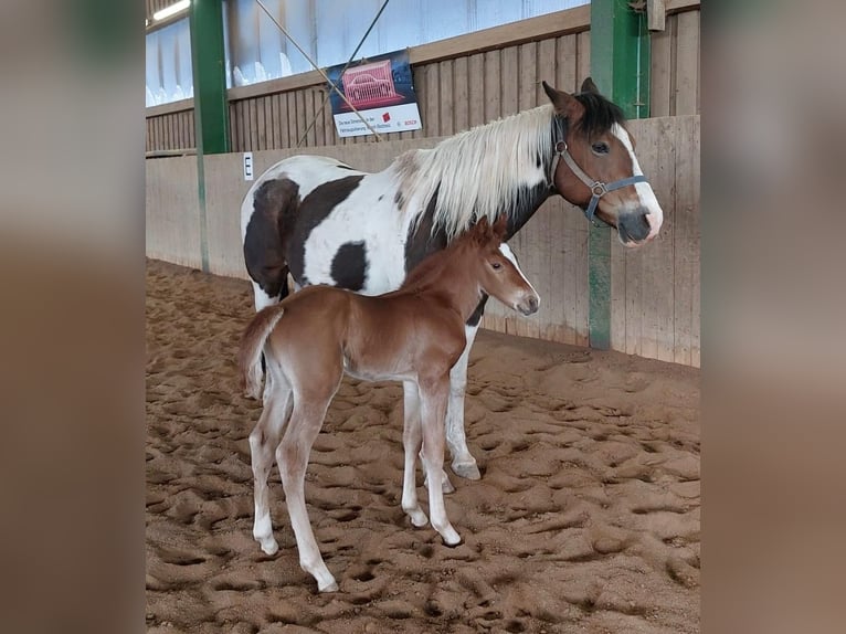 American Paint Horse Stallion 1 year 14.2 hh Chestnut-Red in Erbendorf