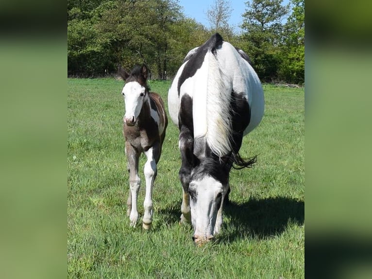 American Paint Horse Stallion 1 year 14.2 hh Overo-all-colors in Neustadt Dosse