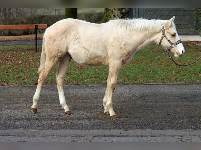 American Paint Horse Stallion 1 year 14.2 hh Palomino in Hellenthal