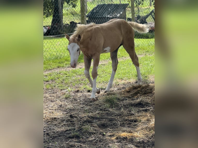 American Paint Horse Stallion 1 year 14.3 hh Palomino in Gschwend