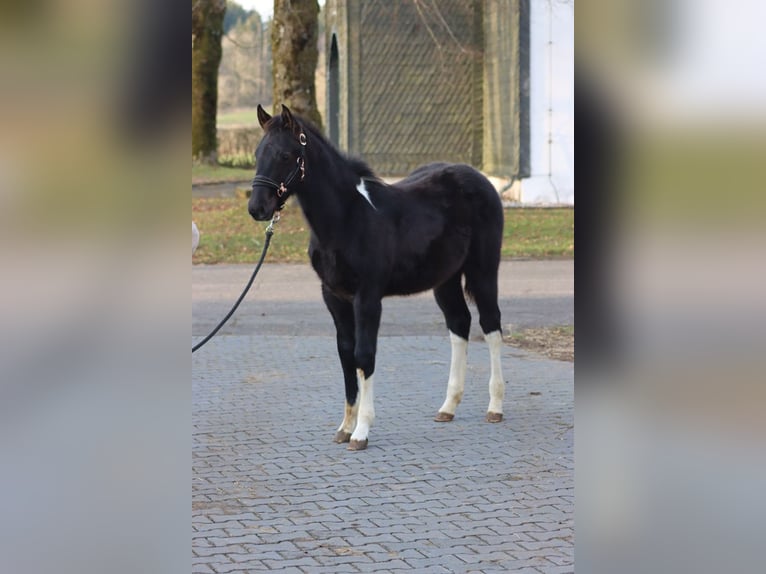 American Paint Horse Stallion 1 year 14.3 hh Tobiano-all-colors in Hellenthal