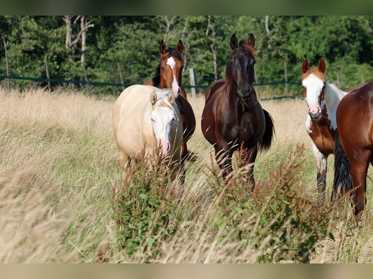 American Paint Horse Stallion 1 year 14.3 hh Tobiano-all-colors in Hellenthal