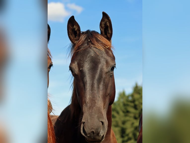 American Paint Horse Stallion 1 year 14.3 hh Tobiano-all-colors in Hellenthal