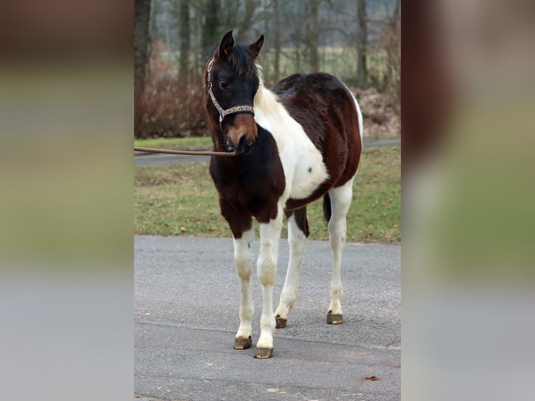 American Paint Horse Stallion 1 year 14.3 hh Tobiano-all-colors in Hellenthal