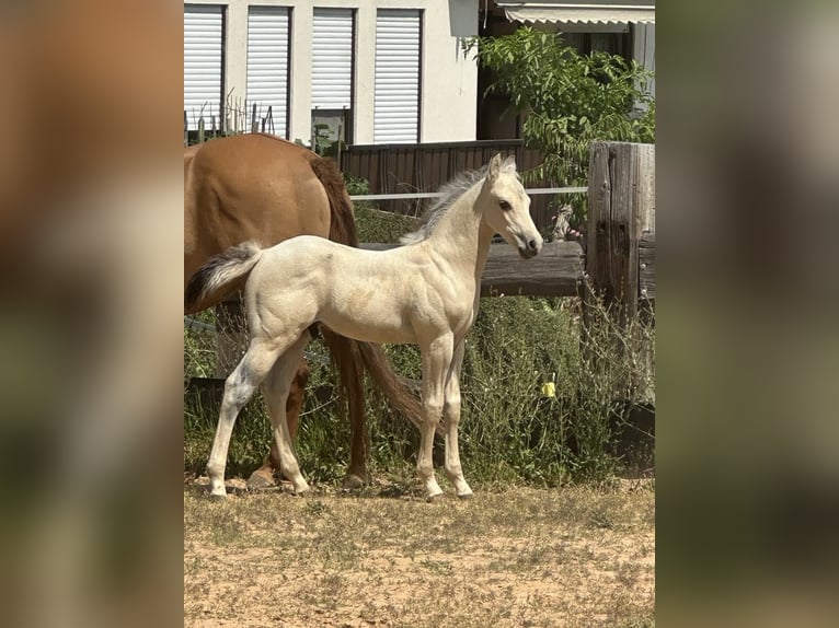 American Paint Horse Stallion 1 year 14,1 hh Buckskin in Liebenau