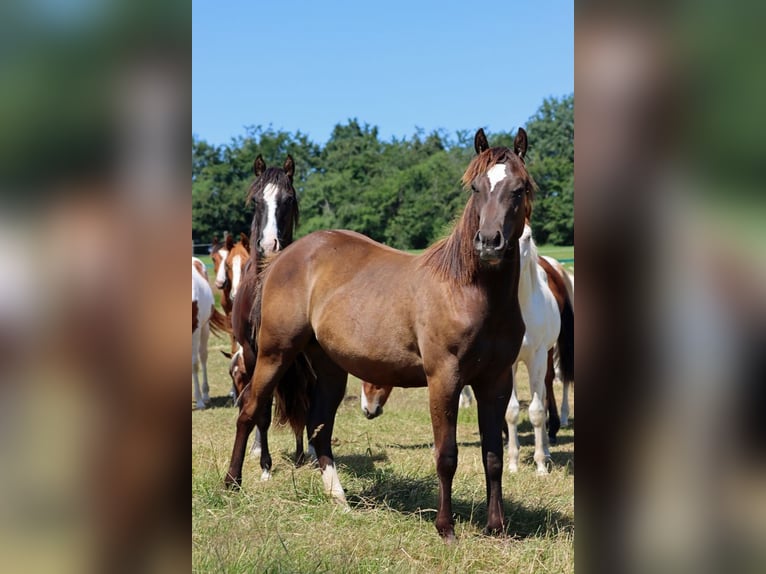 American Paint Horse Stallion 1 year 14,2 hh Black in Hellenthal