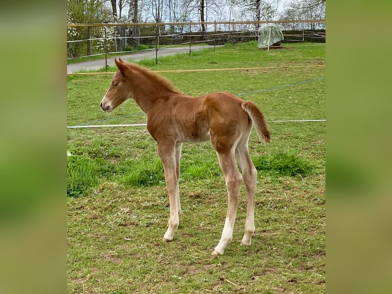 American Paint Horse Stallion 1 year 14,2 hh Chestnut-Red in Erbendorf