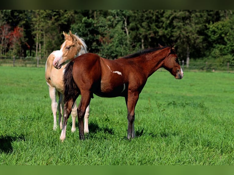 American Paint Horse Stallion 1 year 14,2 hh Overo-all-colors in Hellenthal