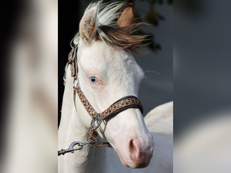 American Paint Horse Stallion 1 year 14,2 hh Overo-all-colors in Hellenthal