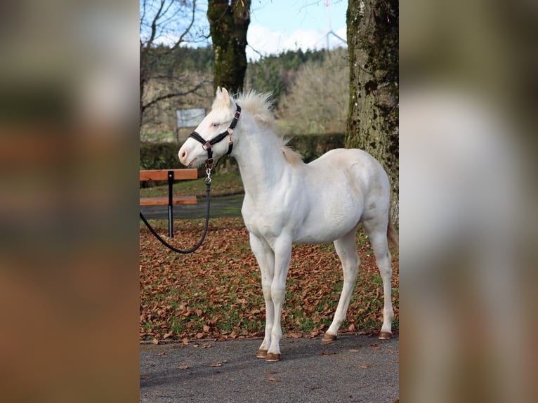 American Paint Horse Stallion 1 year 14,2 hh Overo-all-colors in Hellenthal