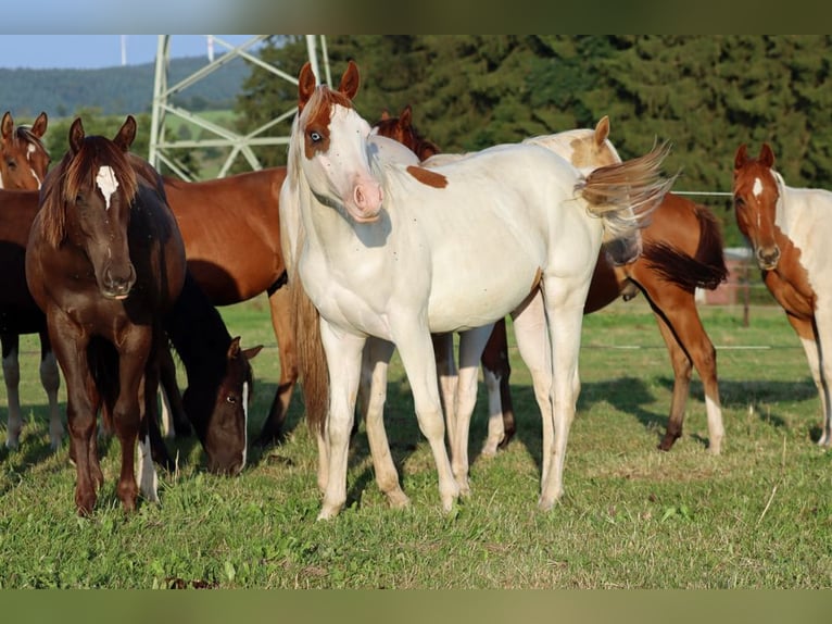 American Paint Horse Stallion 1 year 14,2 hh Overo-all-colors in Hellenthal